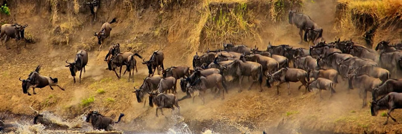 wildebeest kenya safaris masai mara