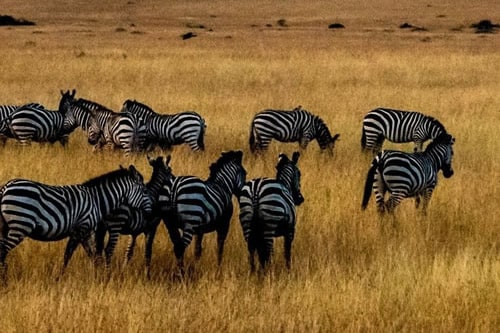 zebras at masai mara