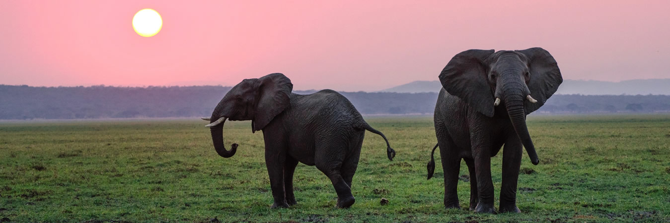 kenya tanzania safaris and tours elephants