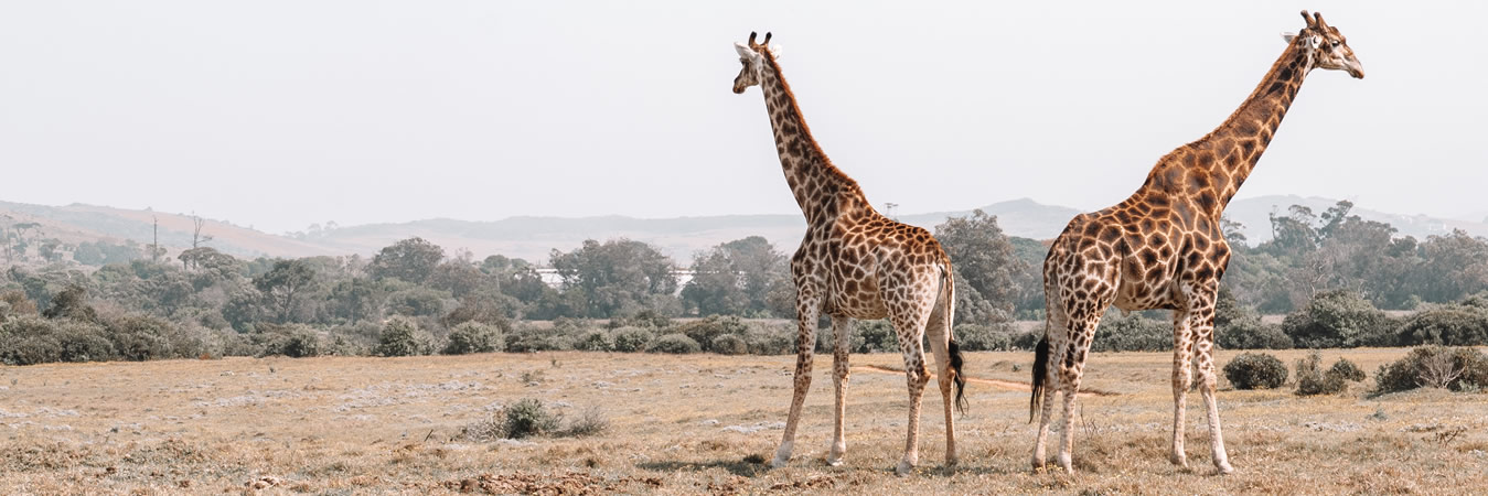 alphadean tours and safaris kenya tanzania